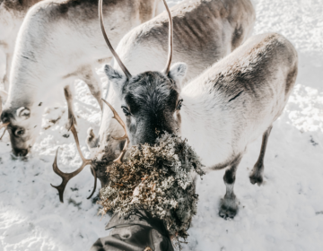 SAFARI CON LE RENNE -