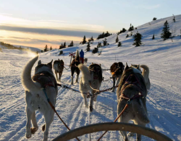 LUCI ARTICHE BOREALI