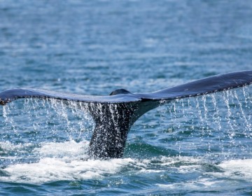 SILENT WHALE WATCHING