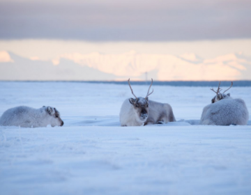 SAFARI IN MOTOSLITTA NEI FIORDI SELVAGGI - 