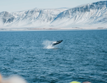 WHALE WATCHING