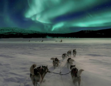 CACCIA ALL'AURORA BOREALE CON HUSKY