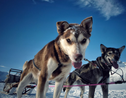 HUSKY TAMOKDALEN -