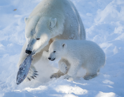 VISITA ALLO ZOO DI RANUA -