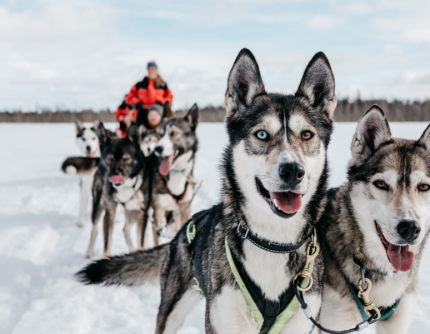 HUSKY SAFARI 10 KM - 