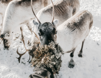 SAFARI CON LE RENNE -