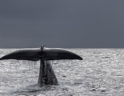 WHALE SAFARI, LOFOTEN E CAPO NORD IN NAVIGAZIONE