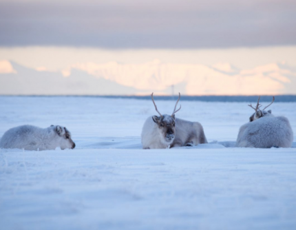 SAFARI IN MOTOSLITTA NEI FIORDI SELVAGGI - 
