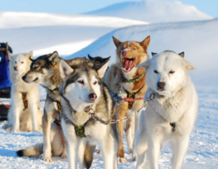 SLITTA TRAINATA DA CANI ARTICA - 