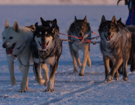 ICE DOG SAFARI - 