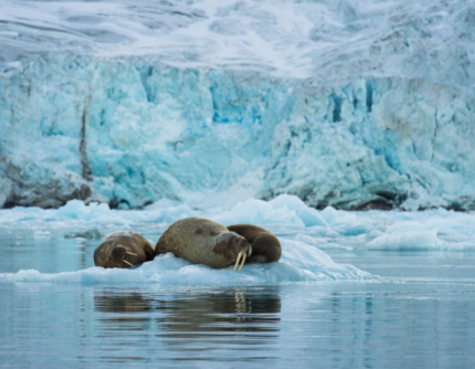 SAFARI DEI TRICHECHI - 