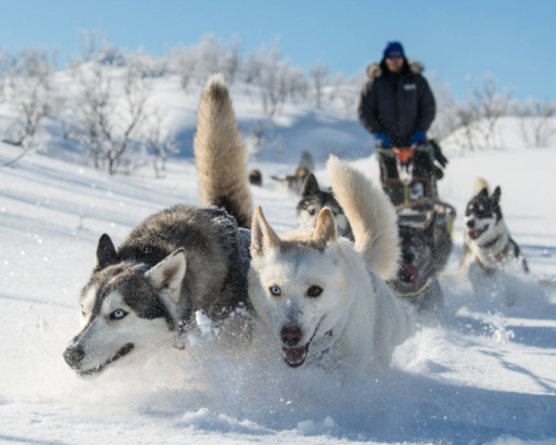 HUSKY TAMOKDALEN -