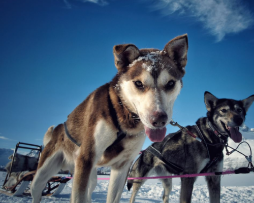 HUSKY TAMOKDALEN -