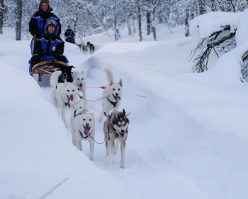 HUSKY TAMOKDALEN -