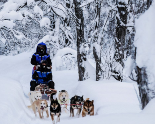 HUSKY TAMOKDALEN -