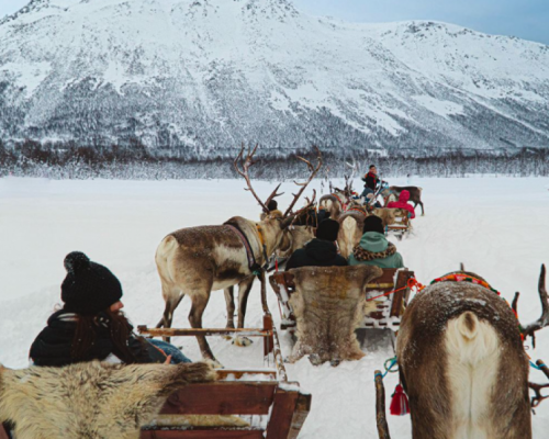 SAFARI IN SLITTA CON LE RENNE