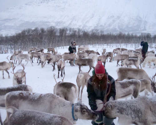 SAFARI IN SLITTA CON LE RENNE