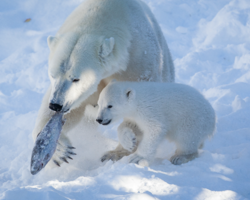 VISITA ALLO ZOO DI RANUA -