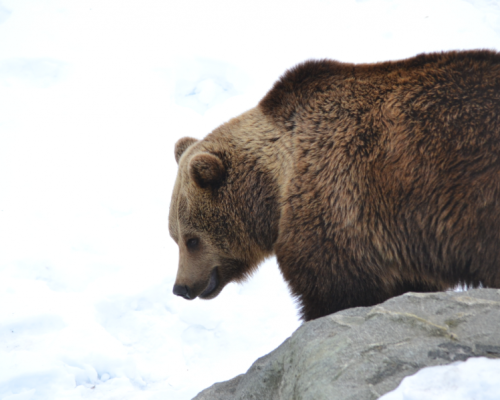 VISITA ALLO ZOO DI RANUA -