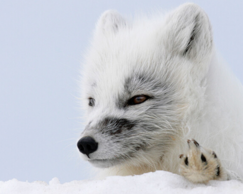 VISITA ALLO ZOO DI RANUA -