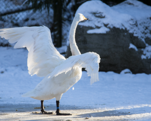 VISITA ALLO ZOO DI RANUA -