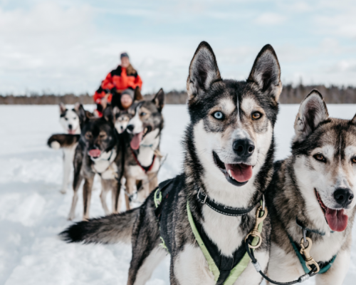 HUSKY SAFARI 10 KM -