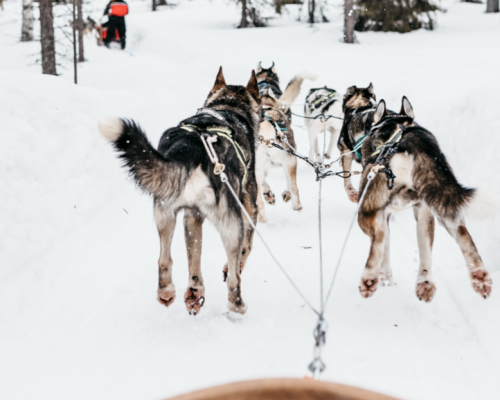 HUSKY SAFARI 10 KM -