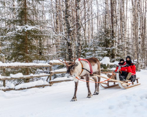 SAFARI CON LE RENNE -