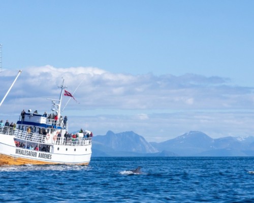 WHALE SAFARI, LOFOTEN E CAPO NORD IN NAVIGAZIONE