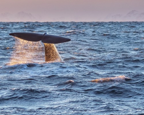 SILENT WHALE WATCHING