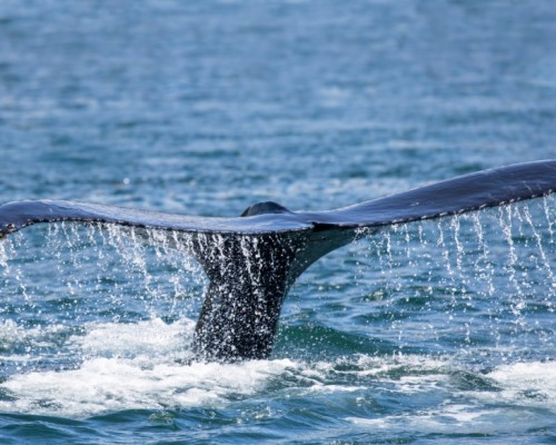 SILENT WHALE WATCHING