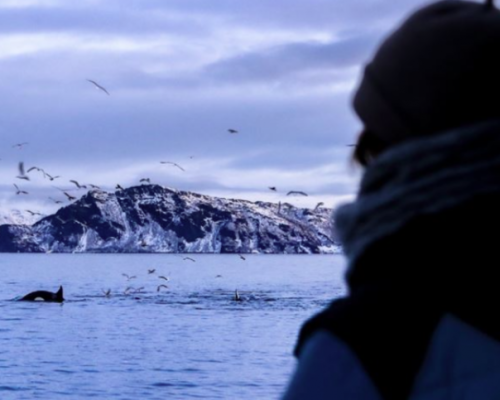 SILENT WHALE WATCHING