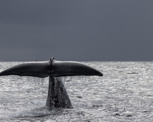 WHALE SAFARI, LOFOTEN E CAPO NORD IN NAVIGAZIONE