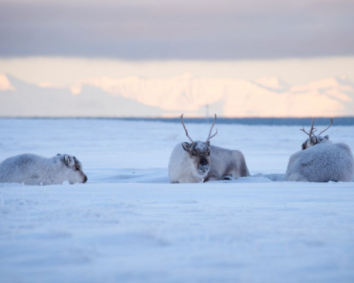 SAFARI IN MOTOSLITTA NEI FIORDI SELVAGGI -