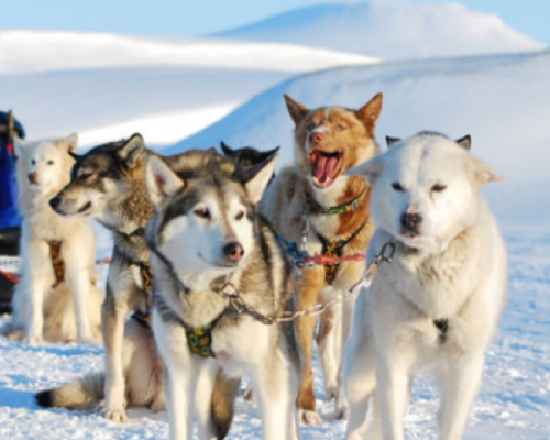 SLITTA TRAINATA DA CANI ARTICA -