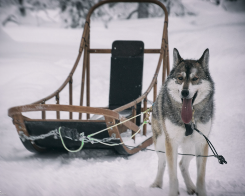 SLITTA TRAINATA DA CANI ARTICA -