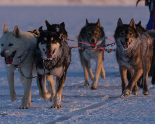 ICE DOG SAFARI -
