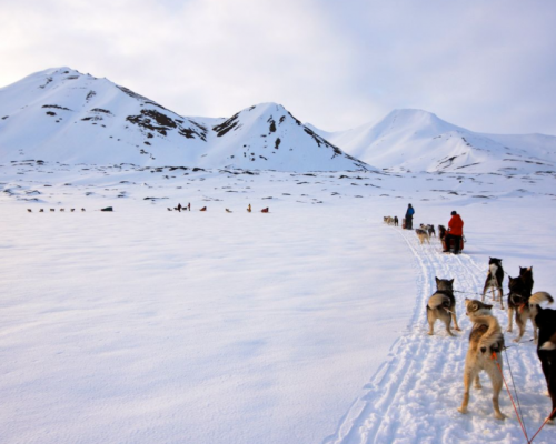 ICE DOG SAFARI -