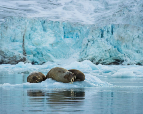 SAFARI DEI TRICHECHI -
