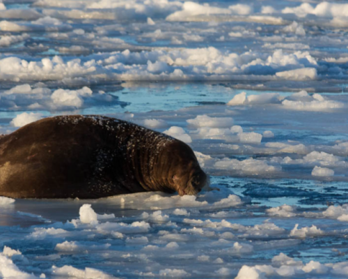 SAFARI DEI TRICHECHI -