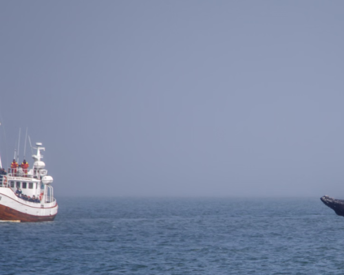 NO-DRIVE ISLANDA CIRCOLARE