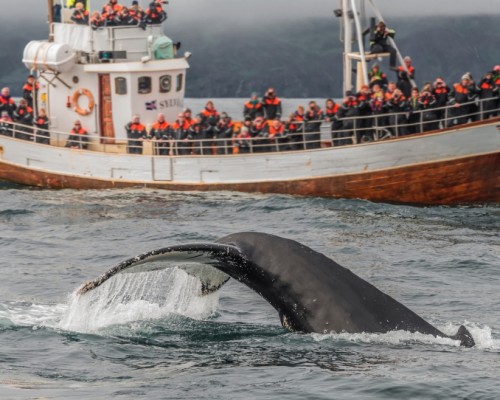 FIORDI ORIENTALI E WHALE SAFARI