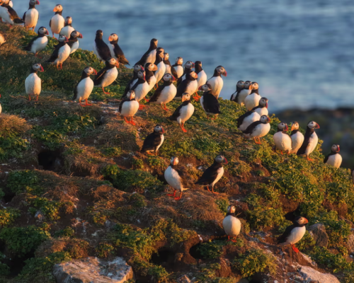 FIORDI ORIENTALI E WHALE SAFARI