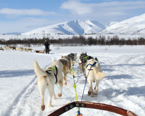 AURORE E AVVENTURE A TROMSO