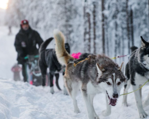 AURORE E AVVENTURE A TROMSO
