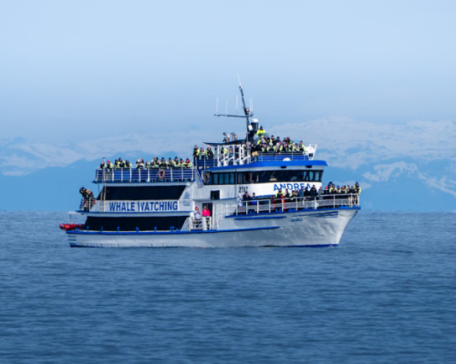 WHALE WATCHING