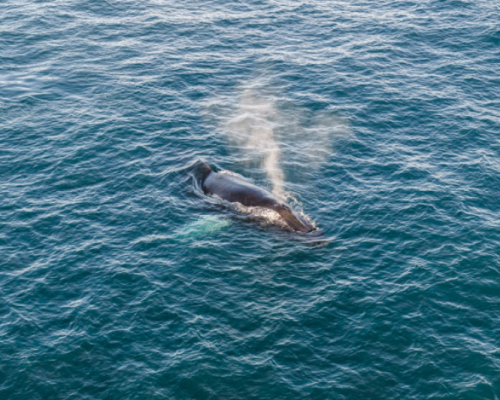 WHALE WATCHING