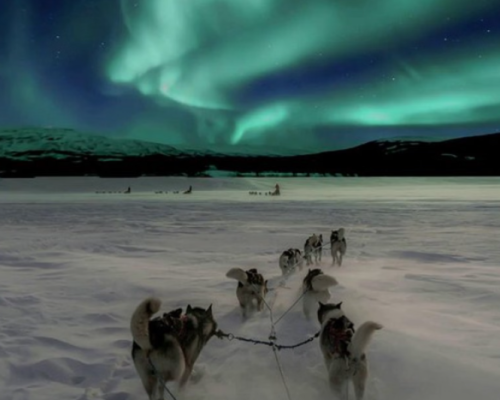 CACCIA ALL'AURORA BOREALE CON HUSKY