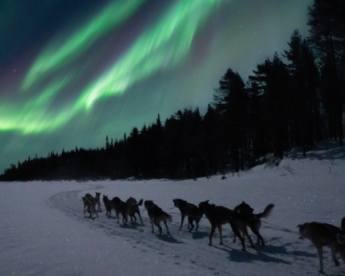 CACCIA ALL'AURORA BOREALE CON HUSKY