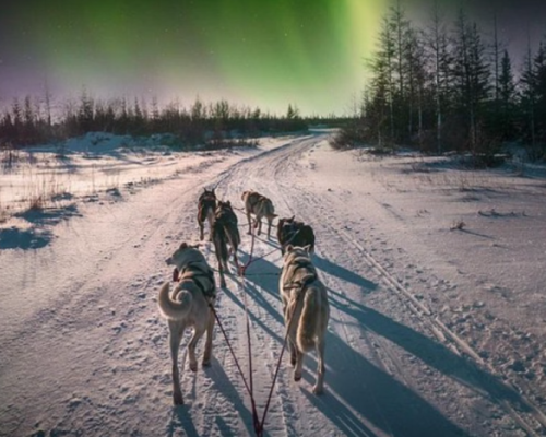 CACCIA ALL'AURORA BOREALE CON HUSKY